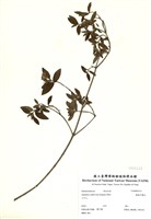 藏品(糙葉耳藥花)的圖片